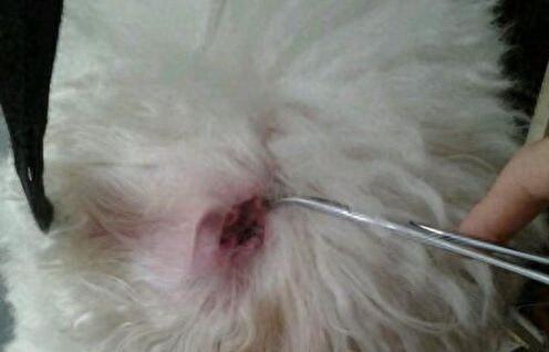 比熊犬体臭严重怎么办?教你5个办法,解决体臭味(比熊很臭什么原因) 比熊犬体臭严重怎么办?教你5个办法,解决体臭味(比熊很臭什么原因)