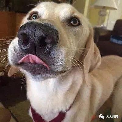 狗狗鼻子变色,它究竟怎么了?(狗狗鼻子变色,它究竟怎么了图片) 狗狗鼻子变色,它究竟怎么了?(狗狗鼻子变色,它究竟怎么了图片)