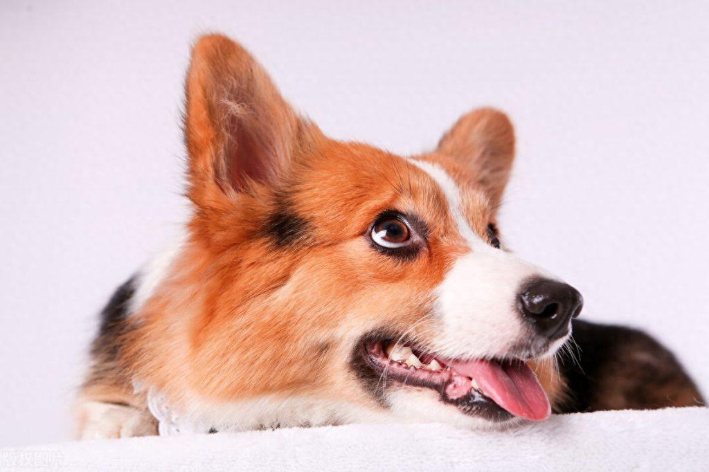 狗狗耳螨如何彻底治疗？耳螨在宠物中传染性强，传播速度很快（狗狗耳螨有什么危害）