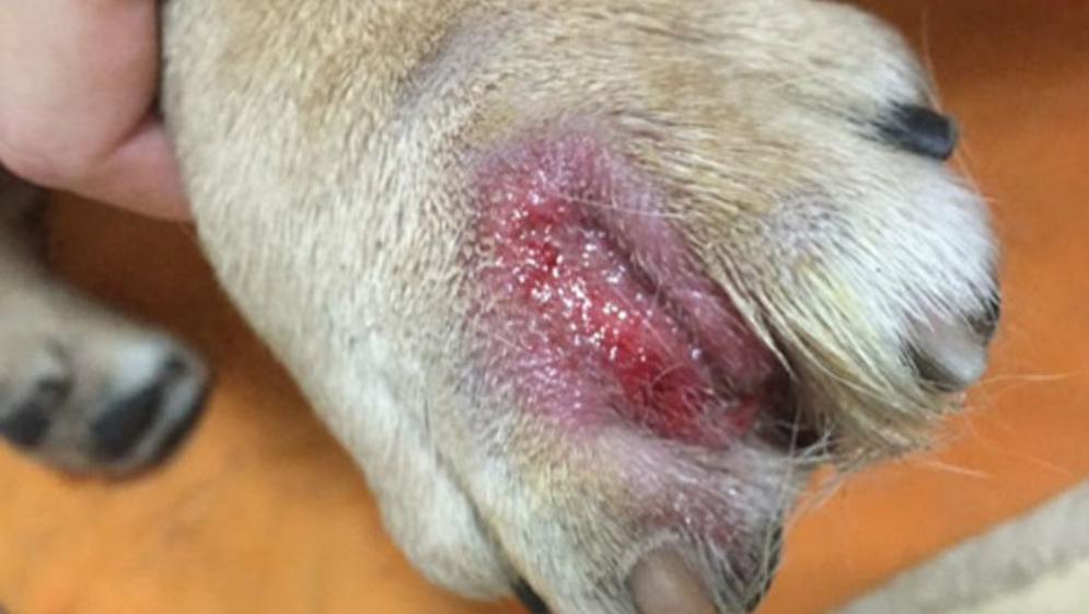 狗狗得了脚气一直按真菌治疗，一检查发现是由蠕形螨引起的（狗狗脚上真菌）