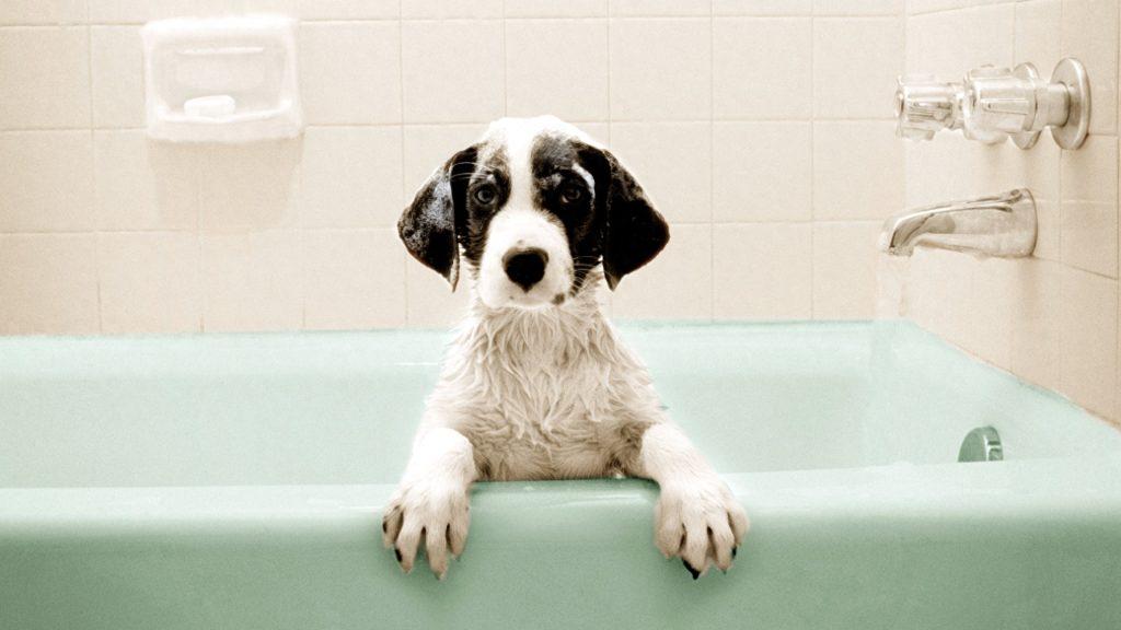 狗狗不喜欢洗澡怎么办？这六个方法，可以让它接受自己被丢进浴缸（狗不喜欢洗澡怎么办视频）