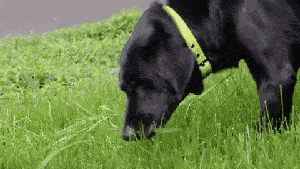 为什么狗狗喜欢吃草？狗狗吃草行为背后的原因解析