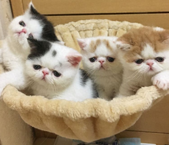 猫咪脱肛是什么原因造成的?该如何治疗?(猫咪脱肛是什么原因造成的) 猫咪脱肛是什么原因造成的?该如何治疗?(猫咪脱肛是什么原因造成的)