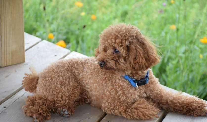 泰迪犬纯不纯,看这5点就知道,串串装不出来(泰迪狗纯不纯怎么分辨) 泰迪犬纯不纯,看这5点就知道,串串装不出来(泰迪狗纯不纯怎么分辨)