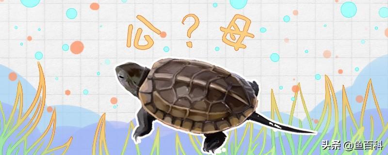 草龟怎么分公母？公母可以在一起养吗？（草龟的公母怎么分）
