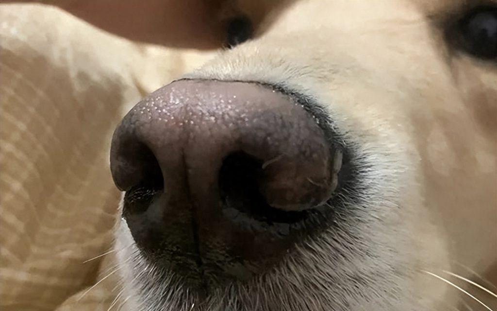 看狗鼻子能分辨健康？狗鼻子到底还藏着哪些秘密？（狗的鼻子怎么样是正常的）
