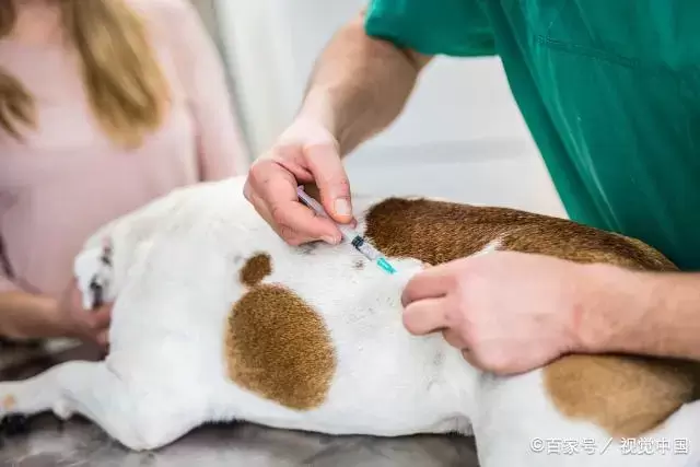 狗狗疫苗清单,这4种核心疫苗,主人一定要带狗狗打(狗狗疫苗有哪些国产品牌) 狗狗疫苗清单,这4种核心疫苗,主人一定要带狗狗打(狗狗疫苗有哪些国产品牌)