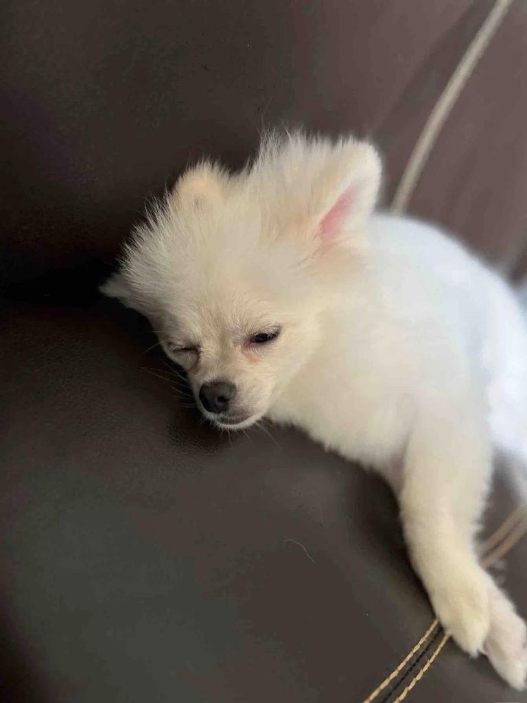 狗狗都心脏病了,你还不知道!(狗狗都心脏病了,你还不知道吃什么药) 狗狗都心脏病了,你还不知道!(狗狗都心脏病了,你还不知道吃什么药)