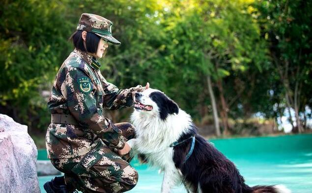“边牧”有这6个行为,透露着对你满满的“爱意”,赶紧抱抱它(边牧行为解读) “边牧”有这6个行为,透露着对你满满的“爱意”,赶紧抱抱它(边牧行为解读)