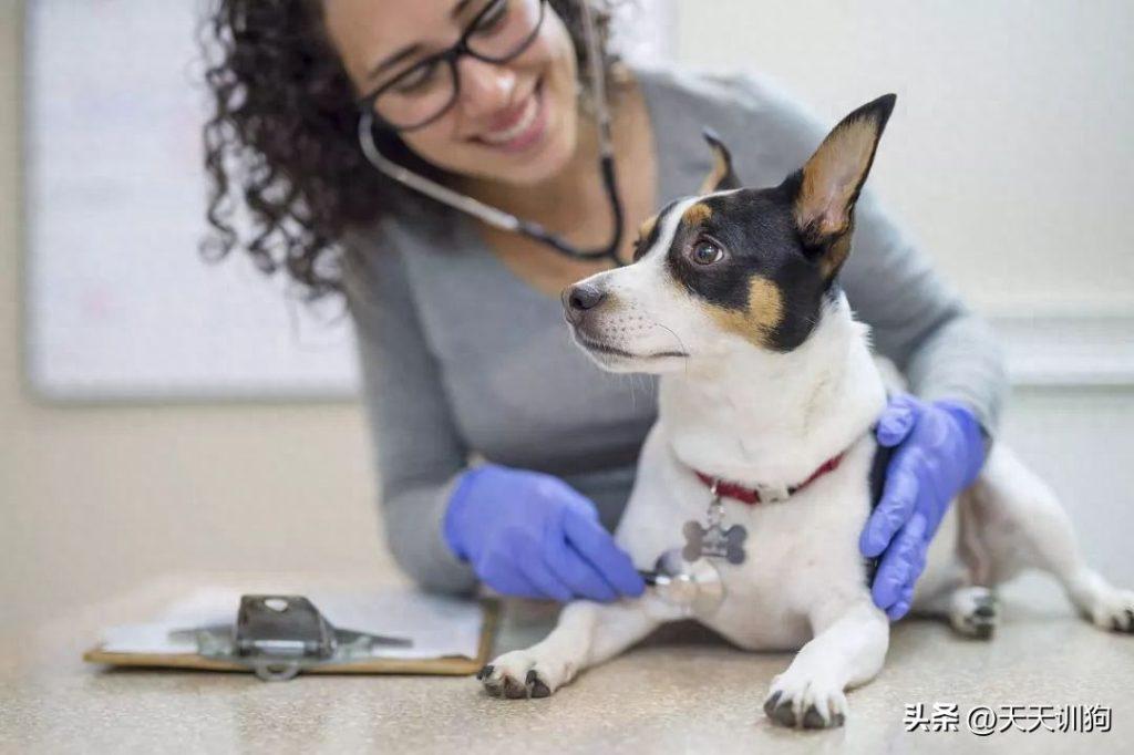 教你如何十分钟体检自家狗狗身体是否健康（狗狗怎么测试健康程度高低）