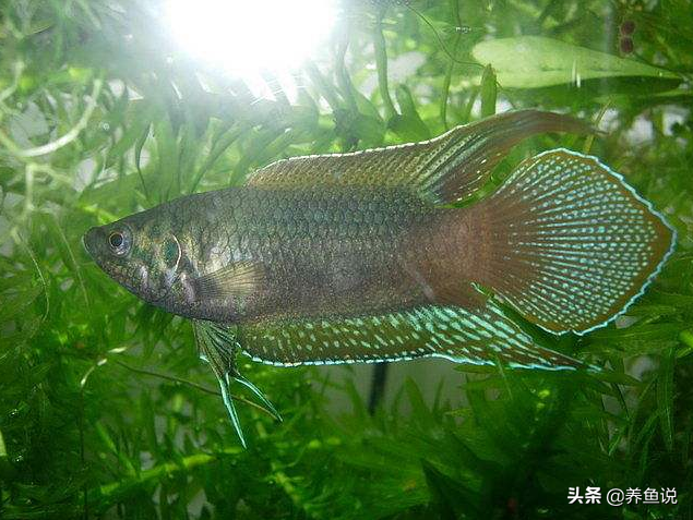 斗鱼怎么挑选?这养斗鱼的挑选攻略,希望能帮你鱼缸选到条好鱼(中国斗鱼种鱼选择) 斗鱼怎么挑选?这养斗鱼的挑选攻略,希望能帮你鱼缸选到条好鱼(中国斗鱼种鱼选择)