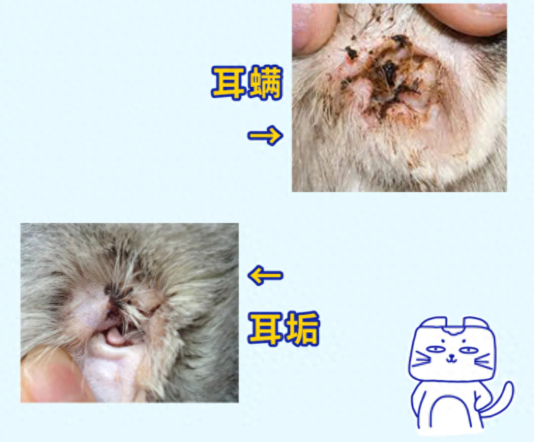 猫耳螨拖着不治,小心变成耳血肿(猫耳螨流血还能用药吗) 猫耳螨拖着不治,小心变成耳血肿(猫耳螨流血还能用药吗)