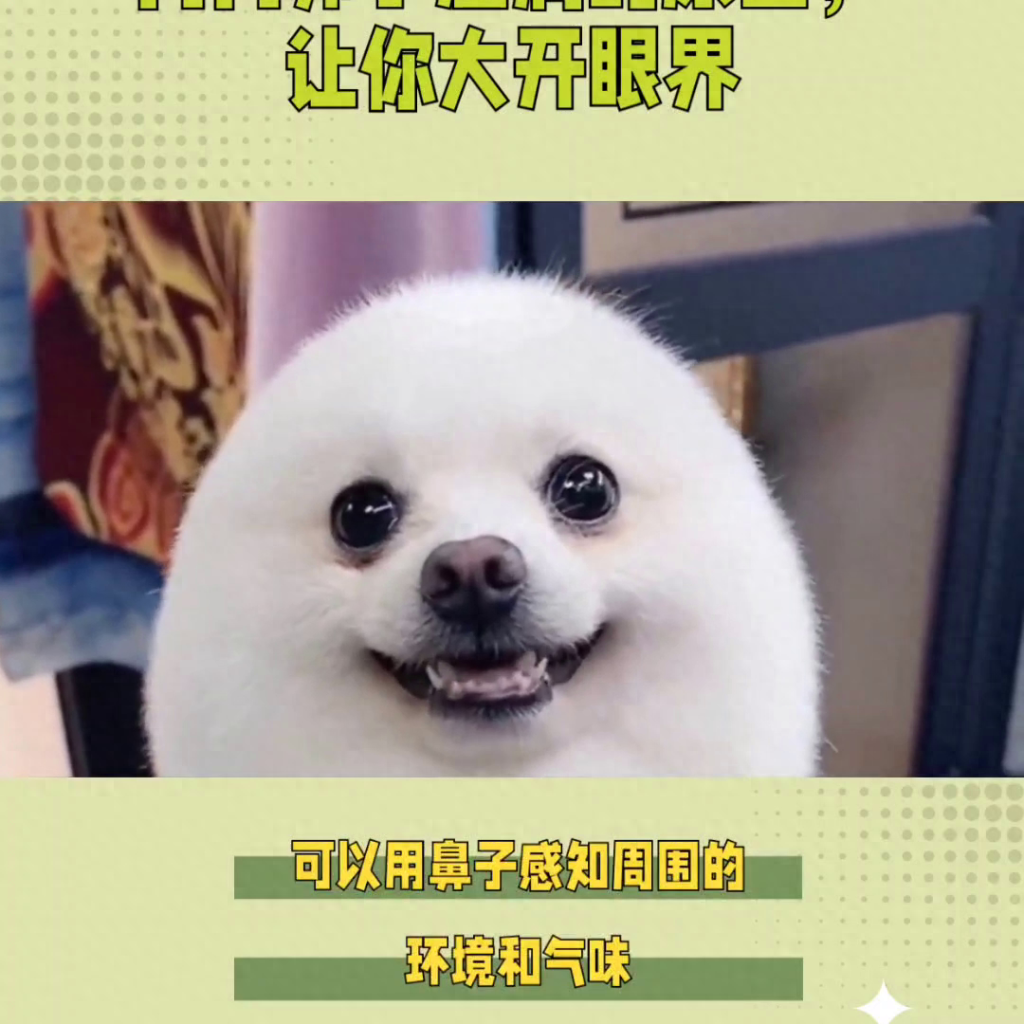 狗狗鼻子湿润的原因,让你大开眼界!(狗狗鼻子湿润的原因,让你大开眼界了) 狗狗鼻子湿润的原因,让你大开眼界!(狗狗鼻子湿润的原因,让你大开眼界了)