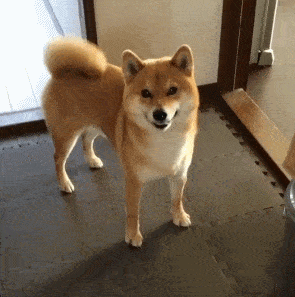 狗狗尾巴表达的信号,很多人都接收错了!(狗狗尾巴的状态) 狗狗尾巴表达的信号,很多人都接收错了!(狗狗尾巴的状态)