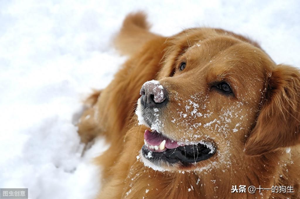 狗的牙齿在口腔中起了什么作用?幼犬和成犬的牙齿又有哪些区别?(狗的牙齿的作用) 狗的牙齿在口腔中起了什么作用?幼犬和成犬的牙齿又有哪些区别?(狗的牙齿的作用)