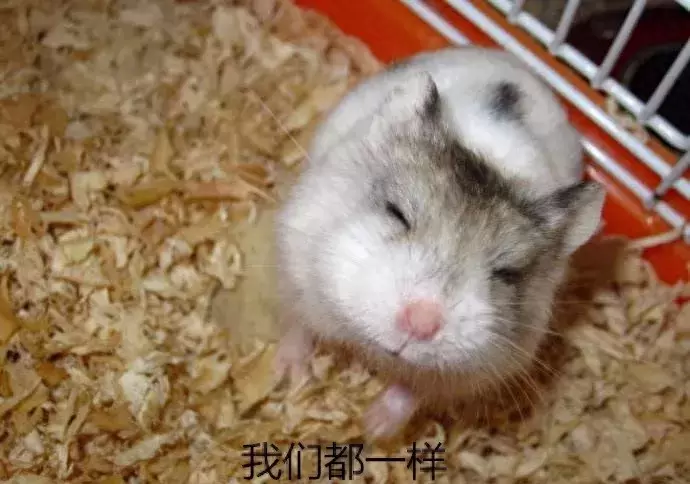 仓鼠杂交隐患:一是一,三是三,一加三等于“死”(仓鼠杂交表) 仓鼠杂交隐患:一是一,三是三,一加三等于“死”(仓鼠杂交表)