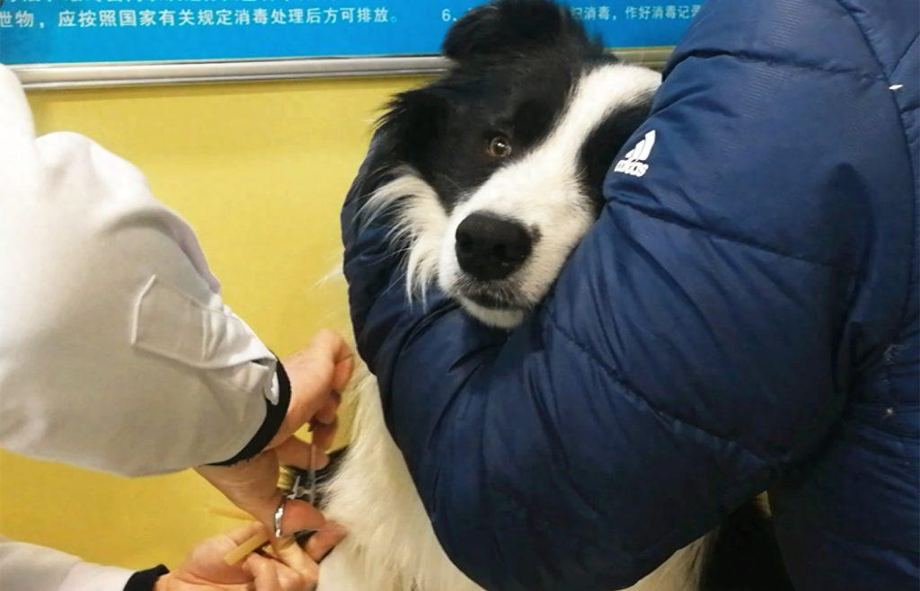 边牧来医院检查,医生刚要给它抽血,狗狗眼睛都瞪大了(边牧犬的眼睛是什么颜色) 边牧来医院检查,医生刚要给它抽血,狗狗眼睛都瞪大了(边牧犬的眼睛是什么颜色)