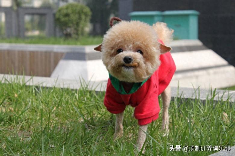 铲屎官如何在家给泰迪狗驱虫?(泰迪怎样驱虫,吃什么药最好) 铲屎官如何在家给泰迪狗驱虫?(泰迪怎样驱虫,吃什么药最好)