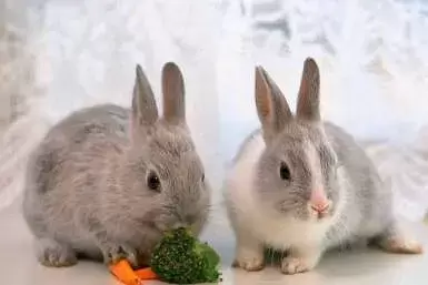 兔子便秘可以吃乳酶生吗？（兔子便秘吃益生菌有用吗）