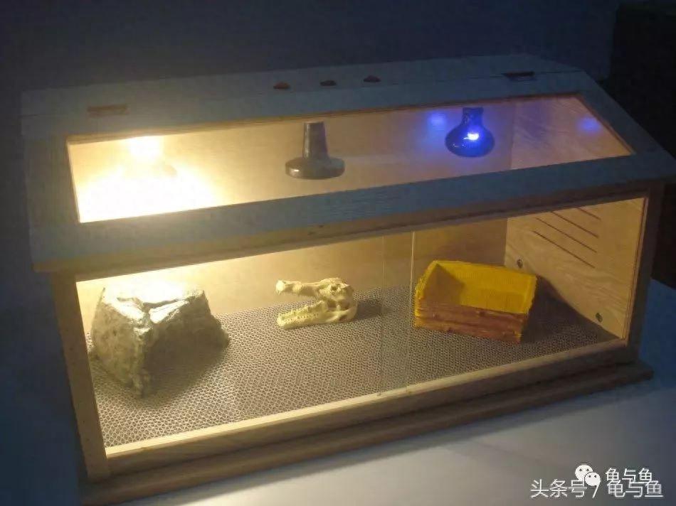 陆龟饲养快速入门攻略(陆龟怎么养吃什么食物好) 陆龟饲养快速入门攻略(陆龟怎么养吃什么食物好)