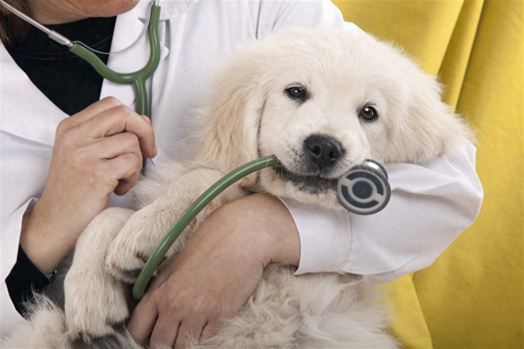狗狗打疫苗过敏怎么办？如何缓解这种情况（狗狗打疫苗过敏了怎么办）