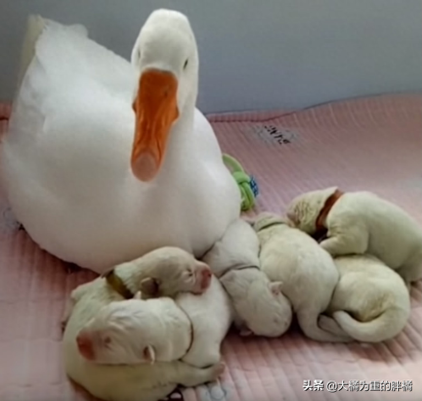 萨摩耶把大鹅当妈妈，生了小宝宝后，鹅妈妈还帮它“照顾”小狗（萨摩耶母）