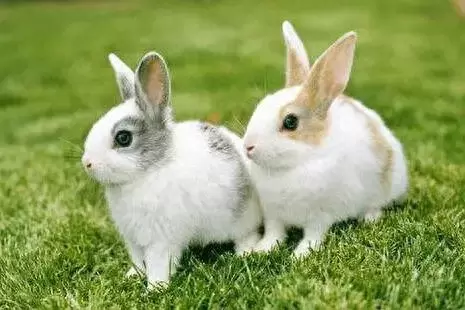 兔子便秘可以吃乳酶生吗？（兔子便秘吃益生菌有用吗）