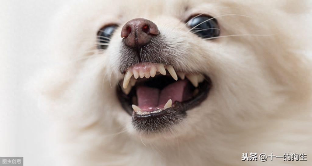 狗的牙齿在口腔中起了什么作用？幼犬和成犬的牙齿又有哪些区别？（狗的牙齿的作用）