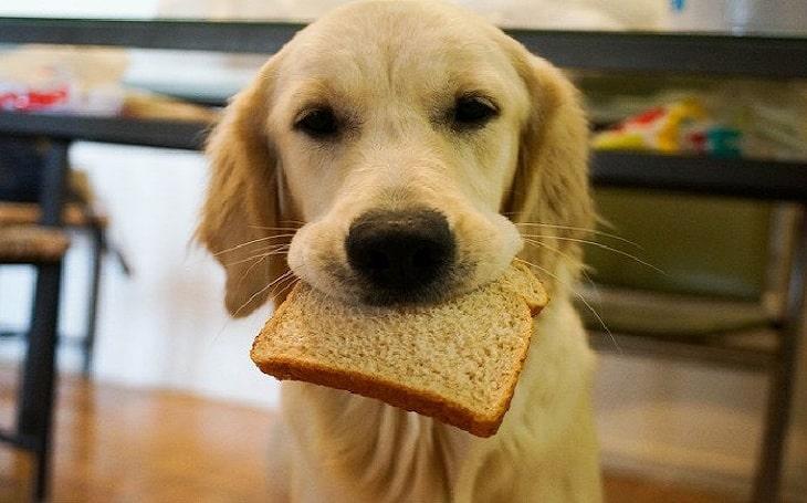 狗狗可以吃面包吗？什么样的面包种类适合它们？（狗狗可以吃面包不吐吗）