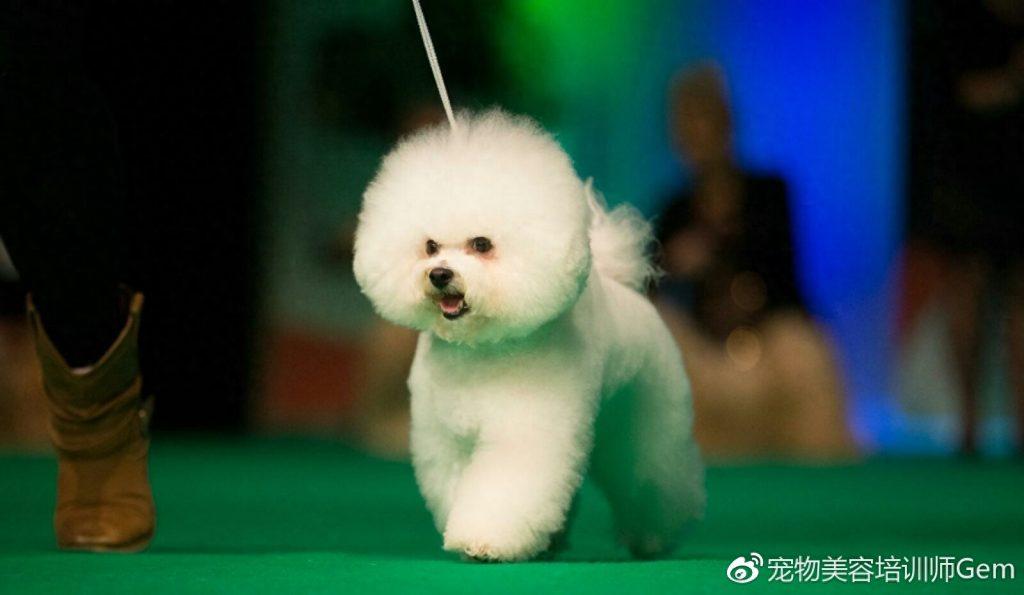 比熊犬的犬种标准（比熊犬百度百科）