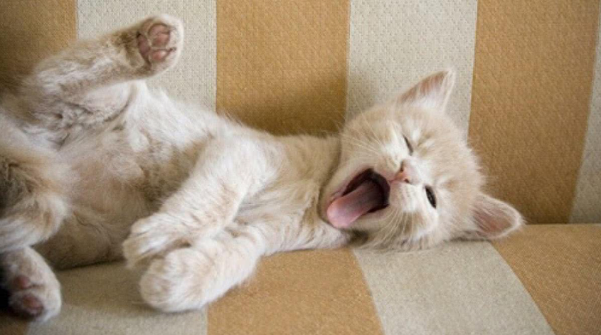 搞懂猫咪这些肢体语言,猫咪会更爱你(猫的肢体语音) 搞懂猫咪这些肢体语言,猫咪会更爱你(猫的肢体语音)