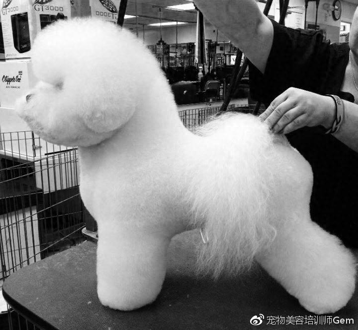 比熊犬的犬种标准（比熊犬百度百科）