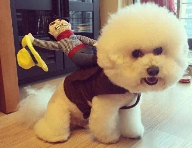 比熊犬体臭严重怎么办?教你5个办法,解决体臭味(比熊很臭什么原因) 比熊犬体臭严重怎么办?教你5个办法,解决体臭味(比熊很臭什么原因)