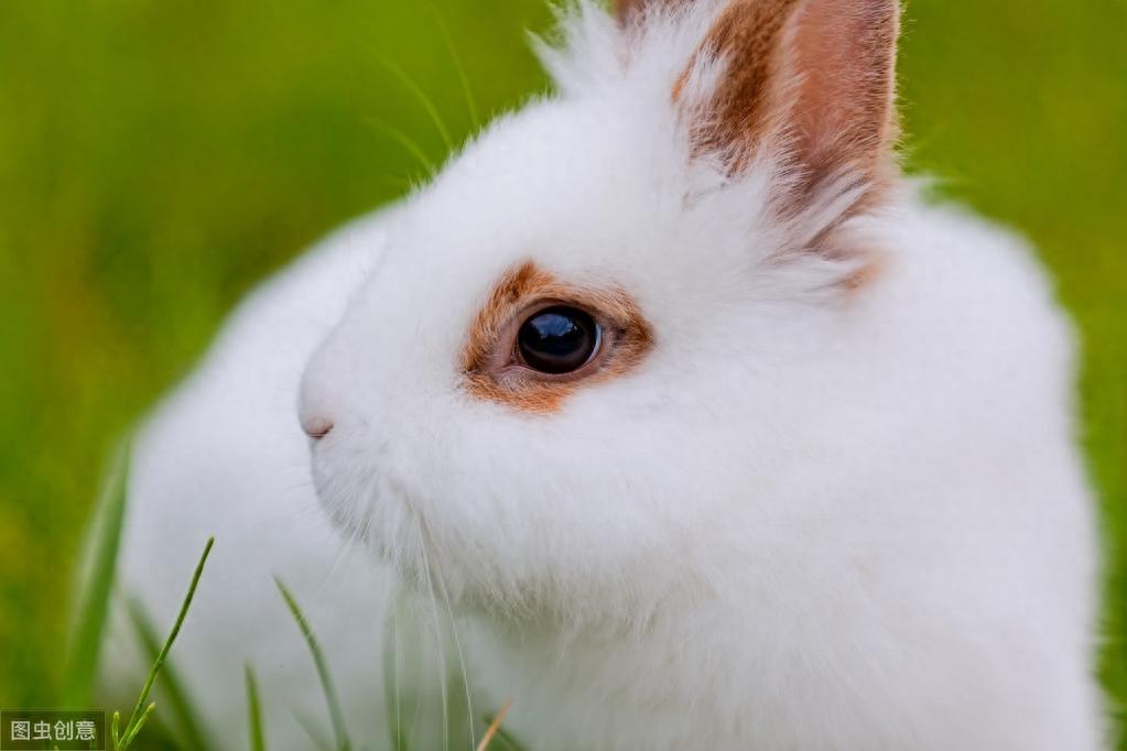 宠物兔舔舐毛发易患毛球症，铲屎官如何防止它吞噬自己毛发？（兔子舔毛是什么意思呀图片）