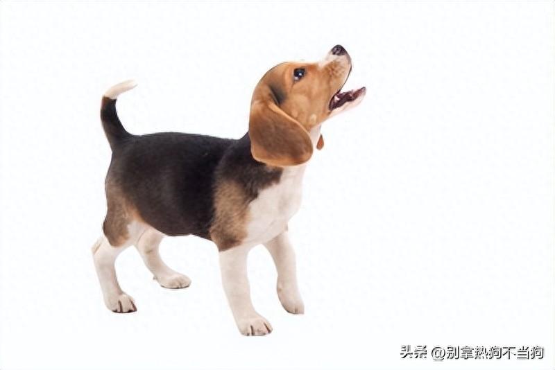从狗的 “尾巴 “读出 3 种感觉! 它真的会生气吗? 想不到的心理是什么(狗的尾巴能起到什么作用) 从狗的 “尾巴 “读出 3 种感觉! 它真的会生气吗? 想不到的心理是什么(狗的尾巴能起到什么作用)