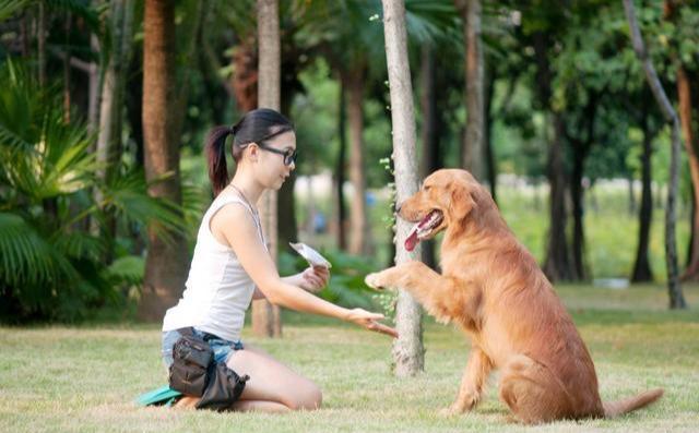适合有孩子家庭饲养的狗狗:金毛犬(养金毛的人多还是养拉布拉多的人多) 适合有孩子家庭饲养的狗狗:金毛犬(养金毛的人多还是养拉布拉多的人多)