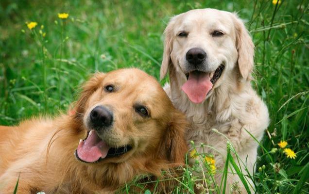 适合有孩子家庭饲养的狗狗:金毛犬(养金毛的人多还是养拉布拉多的人多) 适合有孩子家庭饲养的狗狗:金毛犬(养金毛的人多还是养拉布拉多的人多)