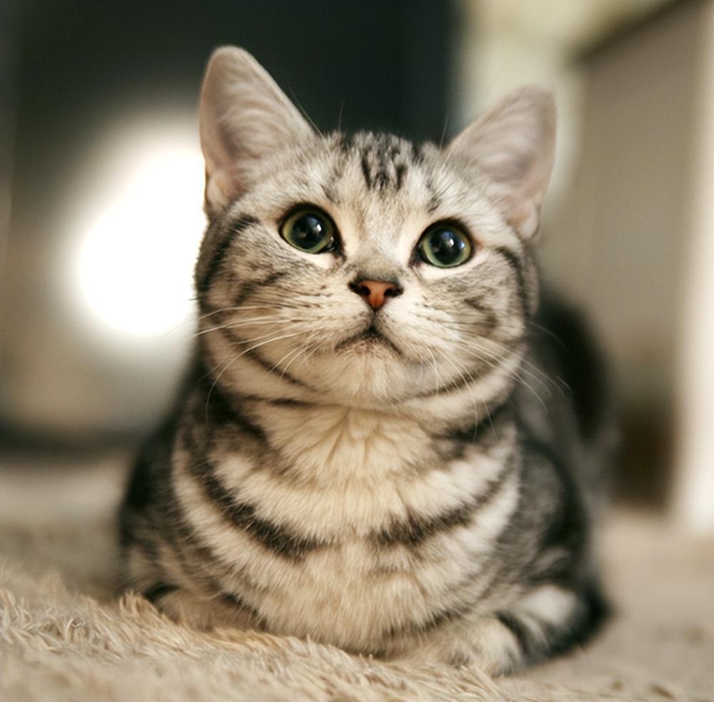 相似度99%的猫,一个都没认错的话,说明你很厉害(跟猫相似的动物照片) 相似度99%的猫,一个都没认错的话,说明你很厉害(跟猫相似的动物照片)