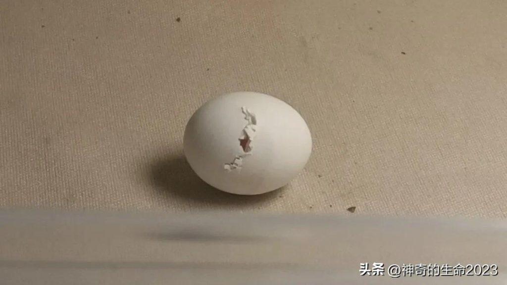 人工孵化虎皮鹦鹉蛋!这篇文章,手把手教会你提高成功率(虎皮鹦鹉人工孵化成长全过程) 人工孵化虎皮鹦鹉蛋!这篇文章,手把手教会你提高成功率(虎皮鹦鹉人工孵化成长全过程)