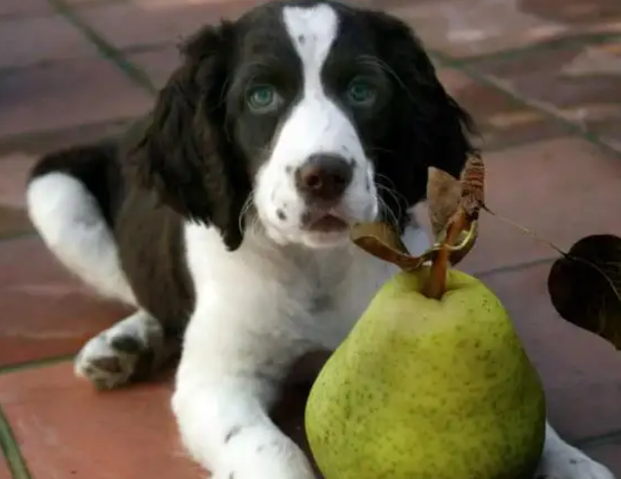 夏天给狗狗吃水果，别碰这10种，严重可致命！（狗狗吃什么水果对身体有好处和坏处）