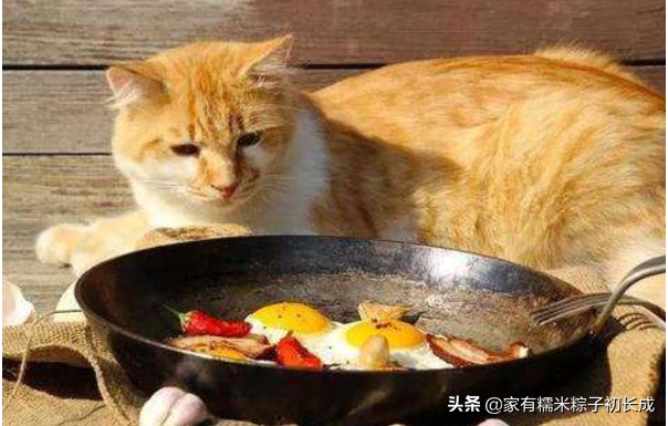 猫咪可以吃的10种常见人类食物（猫咪可以吃什么人吃的东西?）