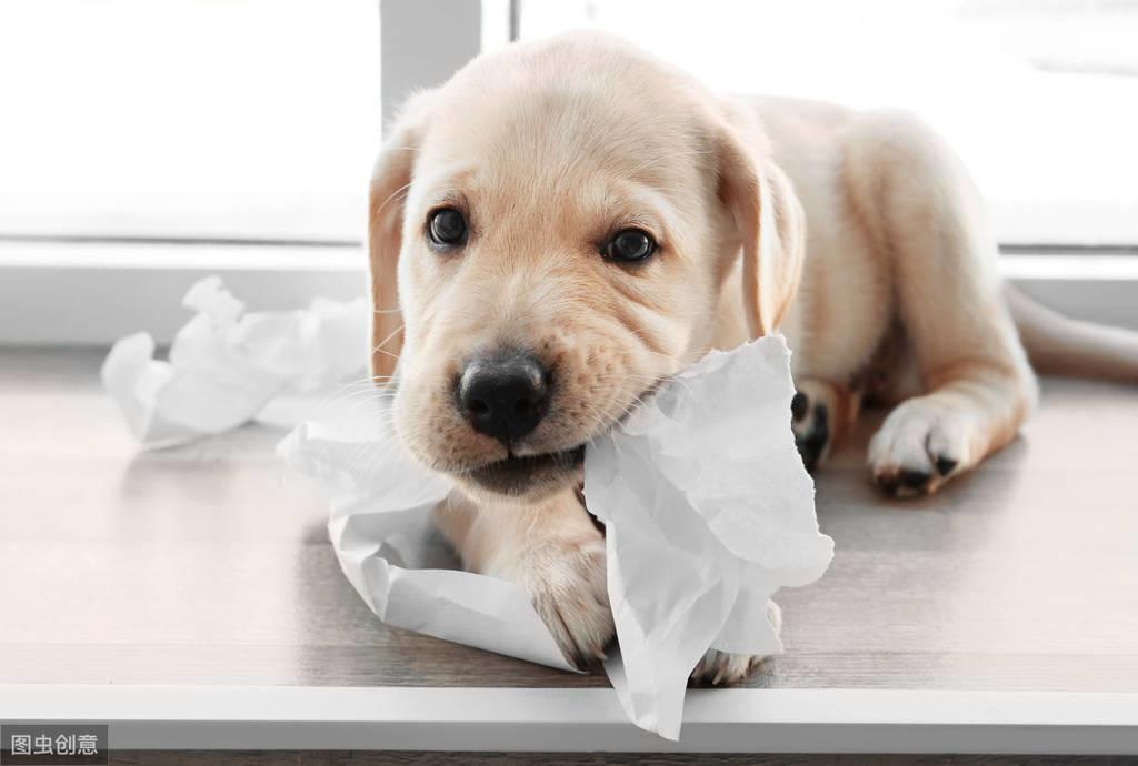 盘点狗狗“沉迷撕纸”的5大原因（狗特别喜欢撕纸）