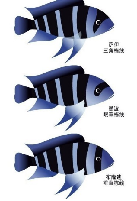 见鱼识广之坦鲷六间鱼—布隆迪六间鱼（布隆迪六间鱼长的快吗）