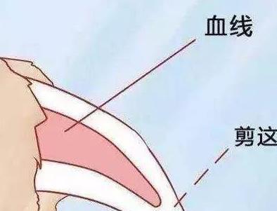 狗指甲不定期修剪危害大，只需4步教你给狗狗无痛剪指甲！（狗狗剪指甲用什么工具好）