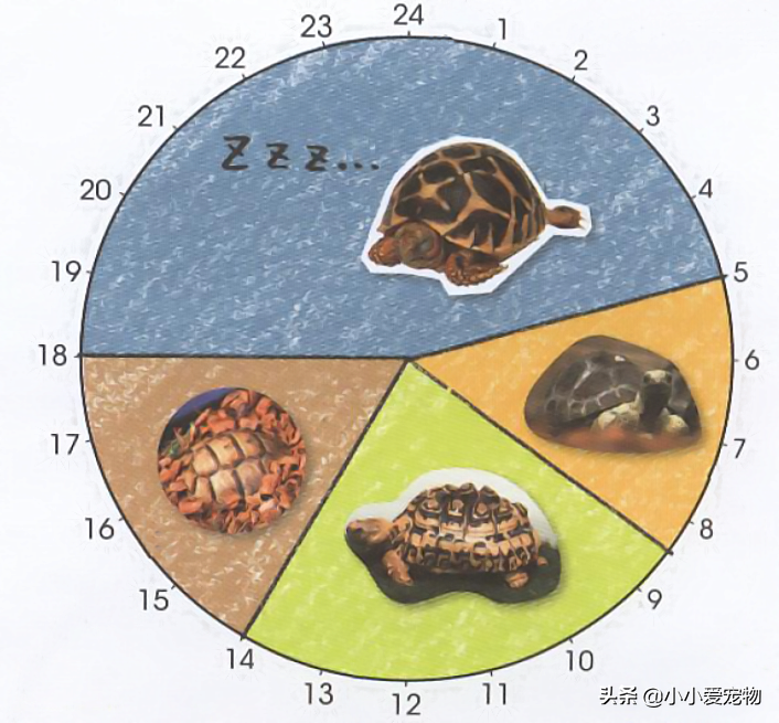 陆龟是如何度过一天的？陆龟的生活里有着长寿的习惯（陆龟要怎么样养比较好）