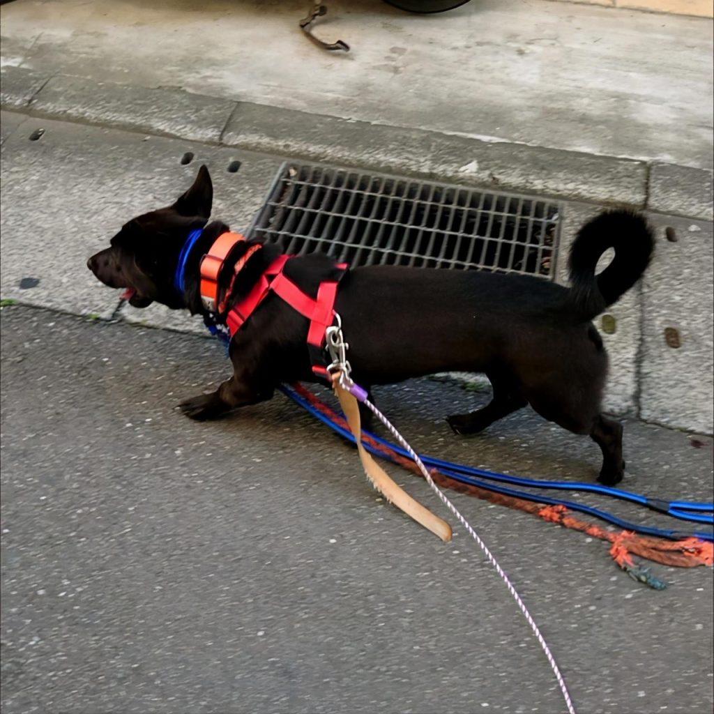狗狗为什么爱咬牵引绳?4个最常见的原因及解决方法(狗总是咬牵引绳,为什么) 狗狗为什么爱咬牵引绳?4个最常见的原因及解决方法(狗总是咬牵引绳,为什么)