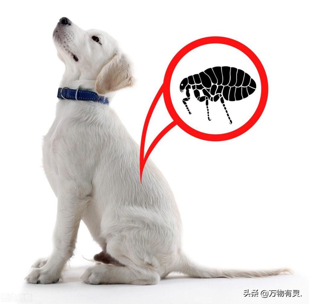 9个方法除掉狗狗身上的跳蚤(9个方法除掉狗狗身上的跳蚤) 9个方法除掉狗狗身上的跳蚤(9个方法除掉狗狗身上的跳蚤)