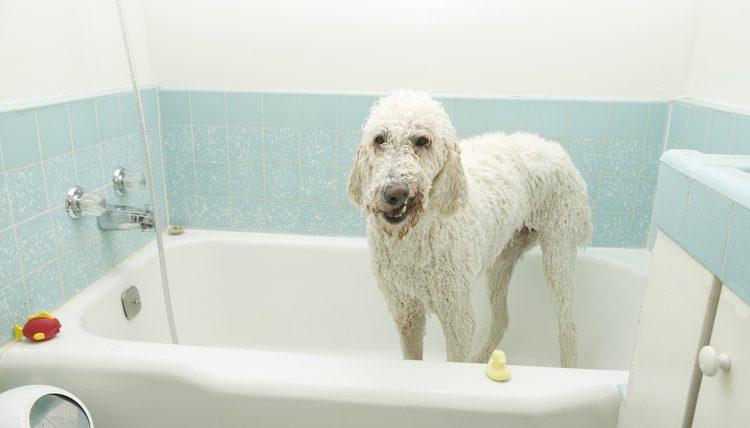 狗狗不喜欢洗澡怎么办？这六个方法，可以让它接受自己被丢进浴缸（狗不爱洗澡很凶怎么办）