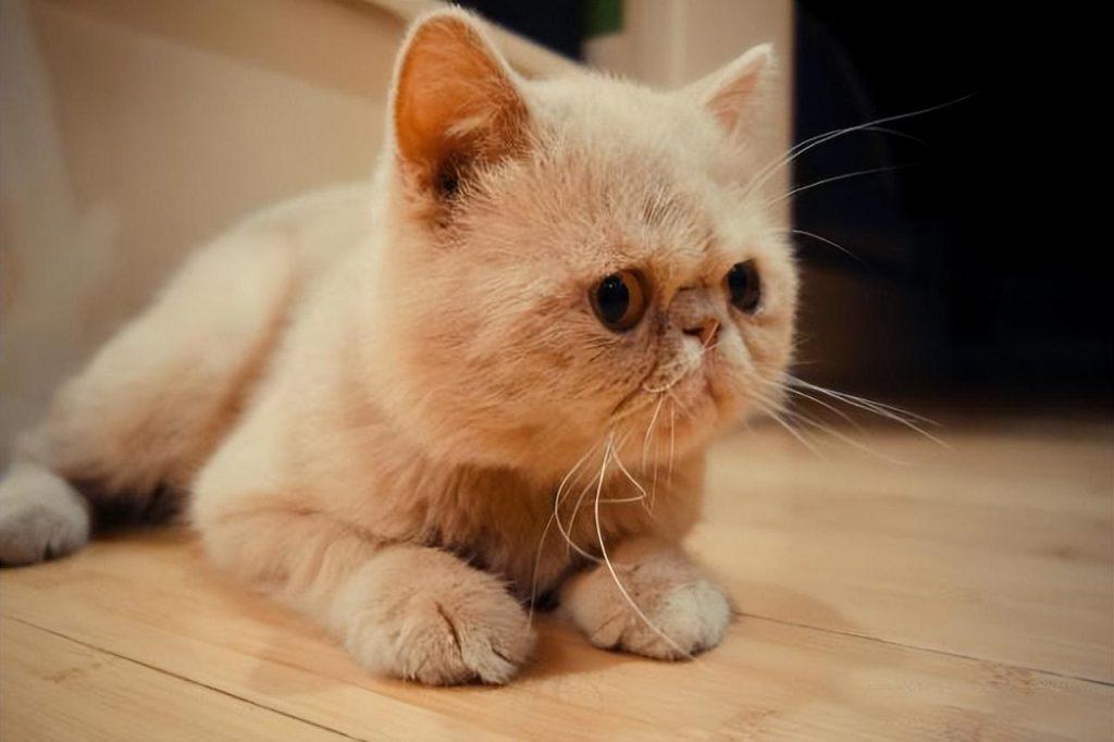 相似度99%的猫,一个都没认错的话,说明你很厉害(跟猫相似的动物照片) 相似度99%的猫,一个都没认错的话,说明你很厉害(跟猫相似的动物照片)