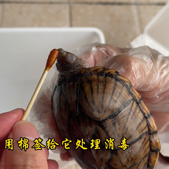 养龟日常：乌龟打架咬伤处理方法，非常简单（乌龟打架什么意思）